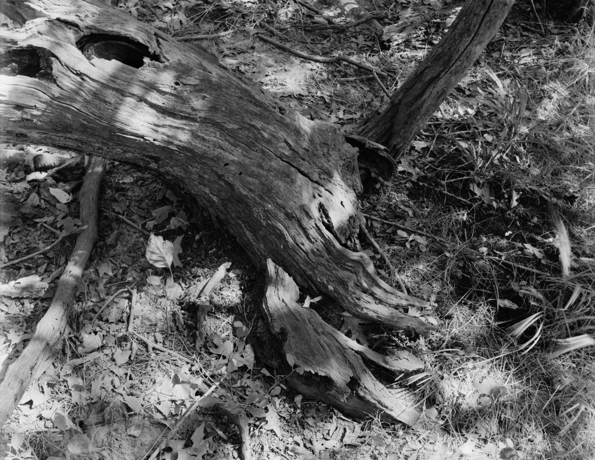 photograph of dried tree stump in sunlight and shadow
